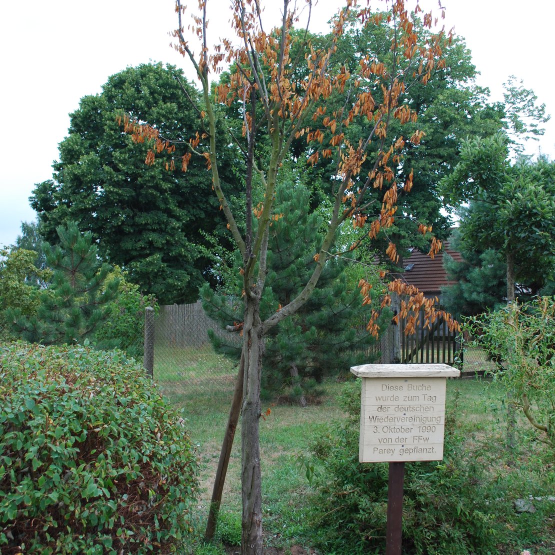 Ein junger Baum (Buche) gepflanzt von der Feuerwehr Parey zum Tag der deutschen Wiedervereinigung.